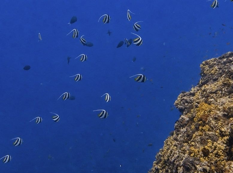 雞仔礁外海魚群與陡峭礁壁