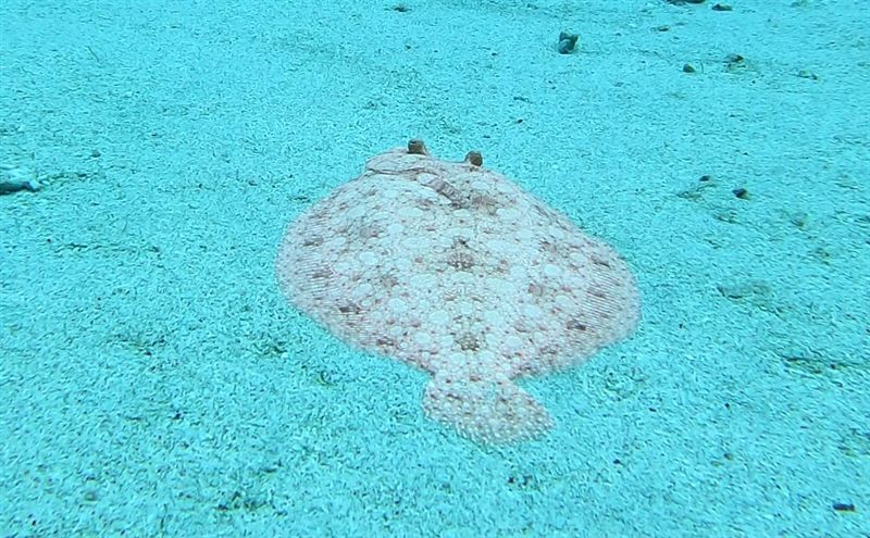 六米礁沙地上的比目魚
